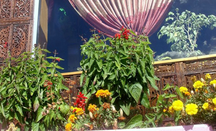 Le Jardin d'Himalaya — Galerie 1