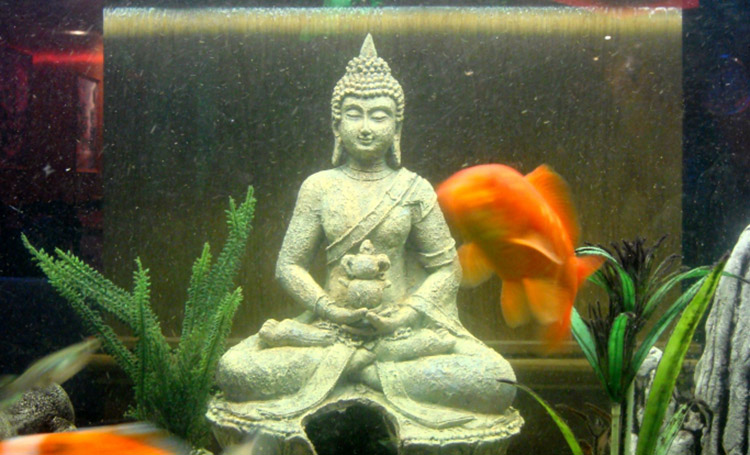 Le Jardin d'Himalaya — Galerie 2